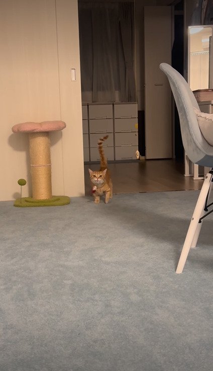 しっぽを立てて飼い主さんのもとへ歩いてくるらむくん