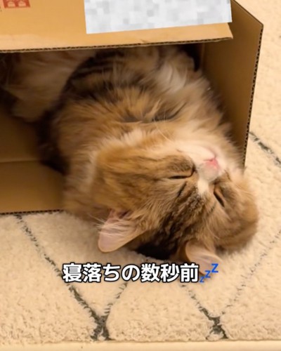 うとうとする猫