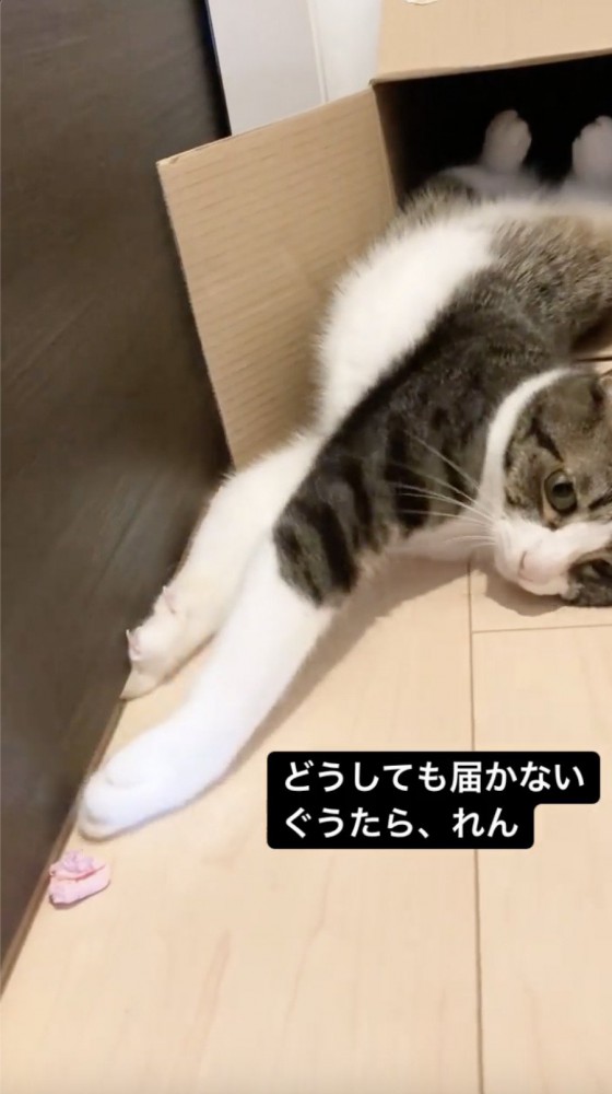 手を伸ばすもあとちょっと届かない猫