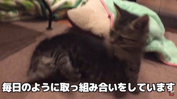 じゃれ合う子猫