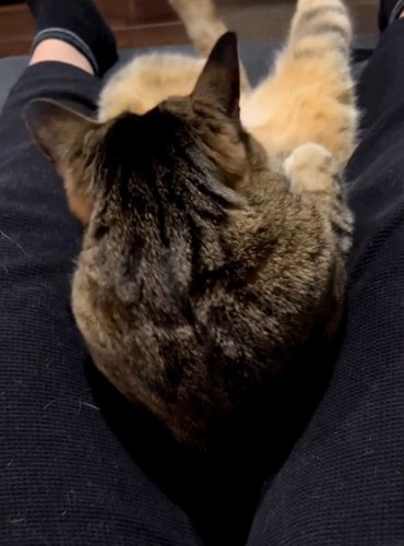 上半身を起こす猫