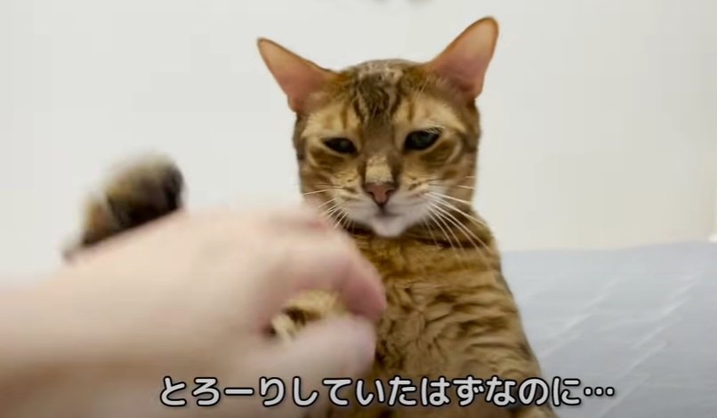 怖い顔でパンチする猫