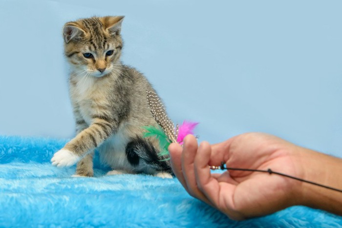 子猫との触れ合い