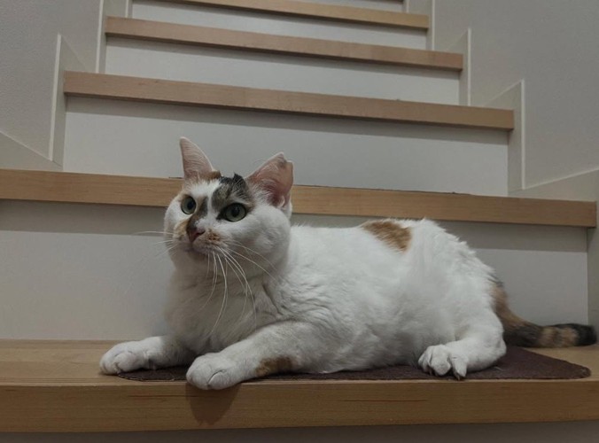 階段に座る猫