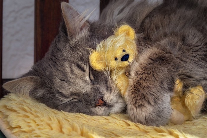 ぬいぐるみを抱いて眠る猫