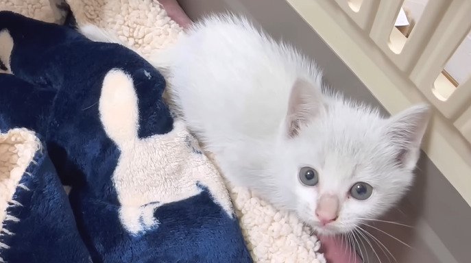 上目遣いの子猫