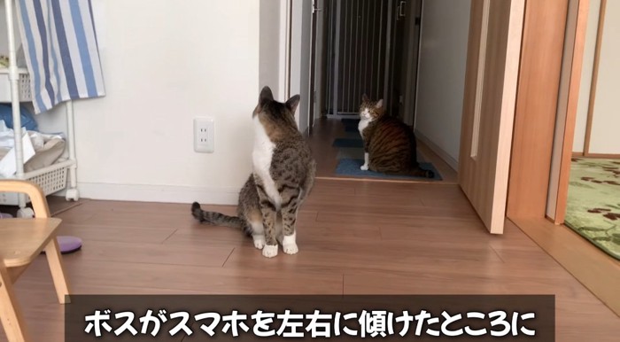 見上げる猫