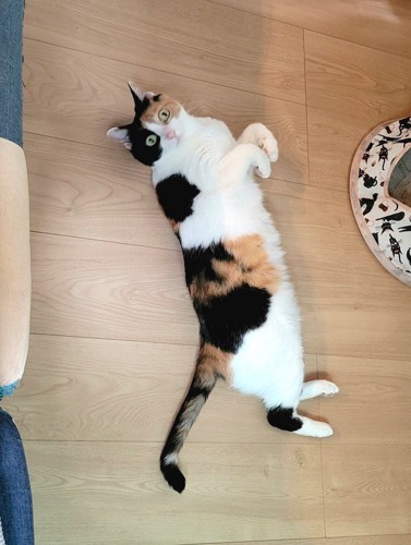 前足を折り曲げて床に横になる猫