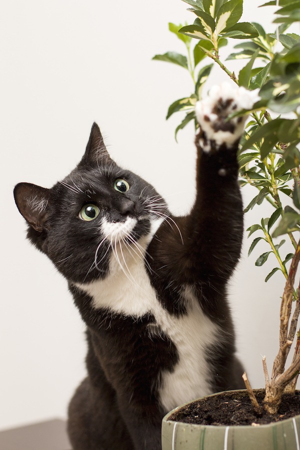 観葉植物に手を出す猫