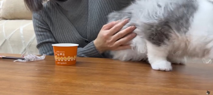 机の上にいる猫