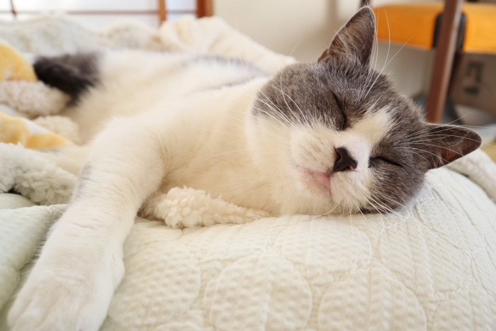 幸せそうな猫の寝顔