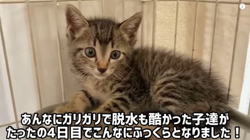 ふっくら子猫