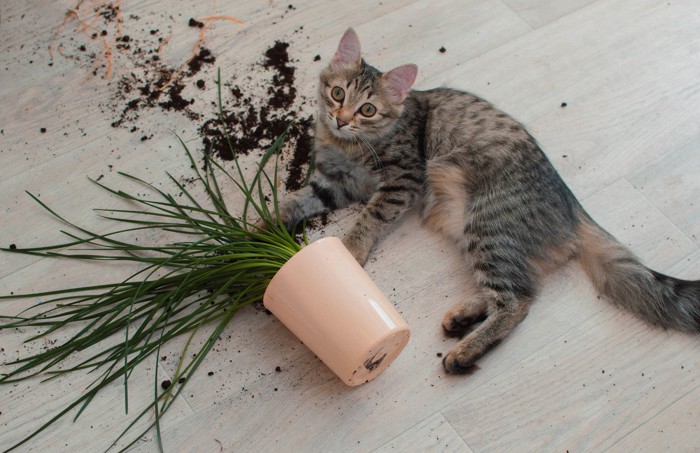 落ちた植木鉢と猫