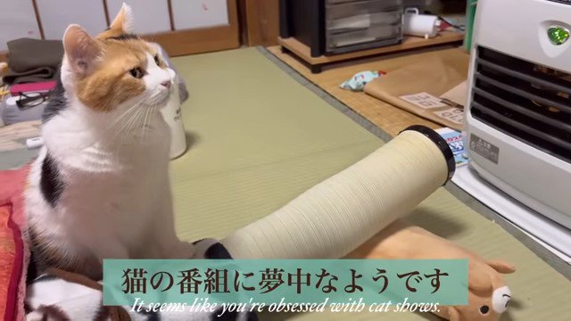 「猫の番組に夢中なようです」の文字と猫