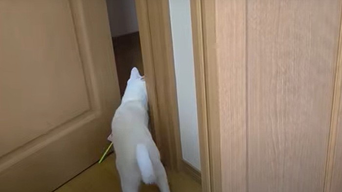 ドアをくぐる猫