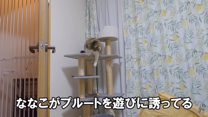 遊びに誘う猫