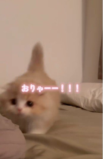カメラに向かって走る子猫