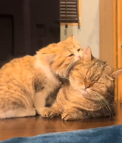 じゃれる2匹の猫