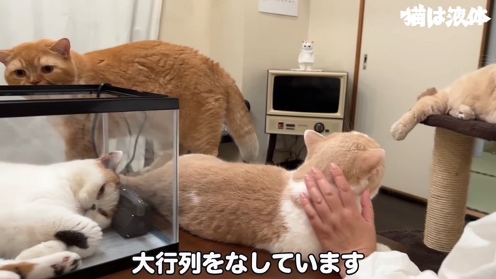 水槽にの中にいる猫と周りにいる猫