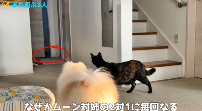 見つめる猫と犬