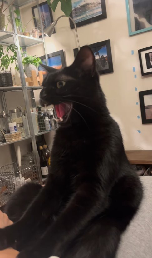 腕を下ろした飼い主に向かって威嚇している猫