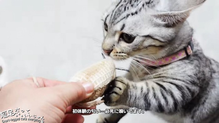 おもちゃのニオイを嗅ぐ猫