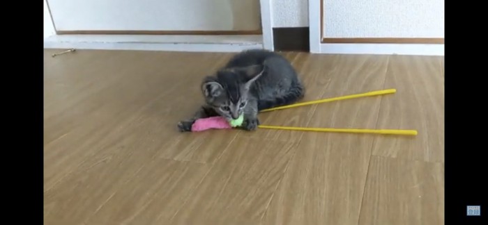 猫じゃらし独占