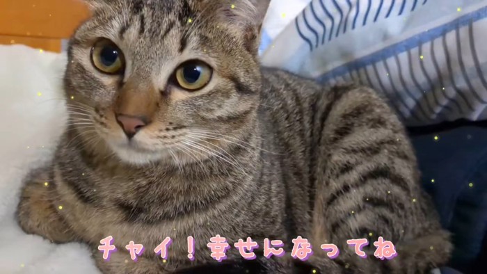 前足を畳んで座る子猫