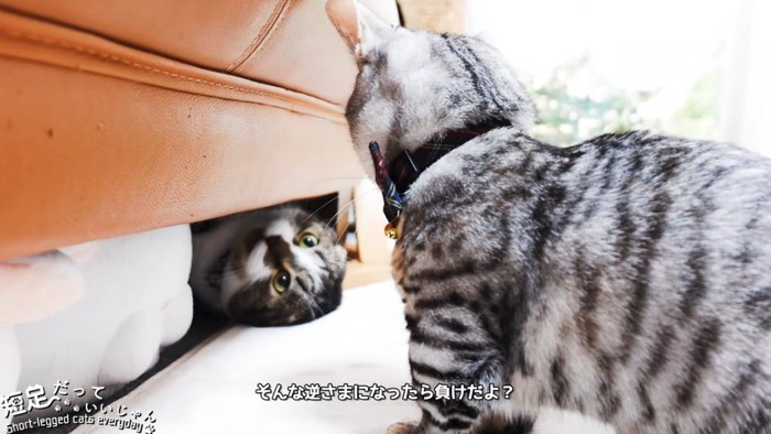 ソファの下で逆さまになる猫