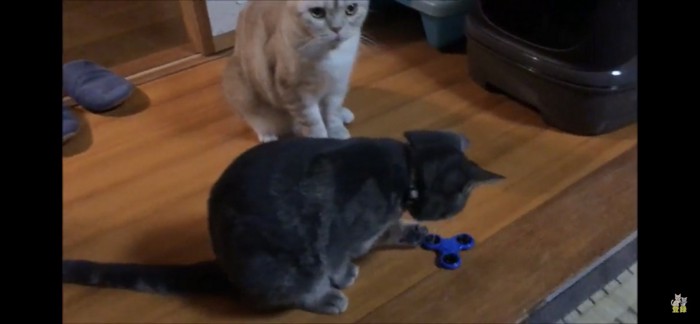 ハンドスピナーをちょいちょいする猫