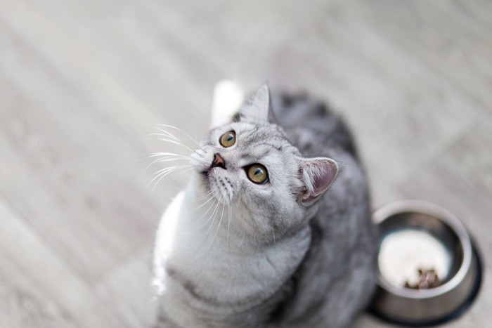 食事制限をされて不満そうに見上げる猫