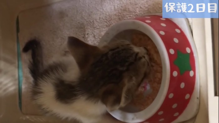 ご飯を食べる子猫