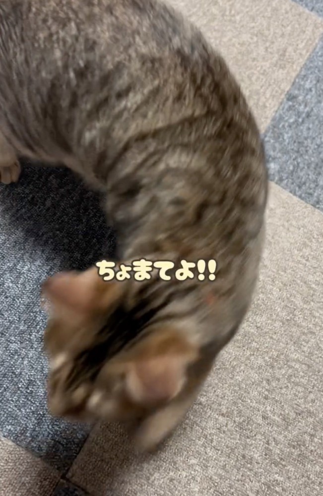 タオルを追いかける猫