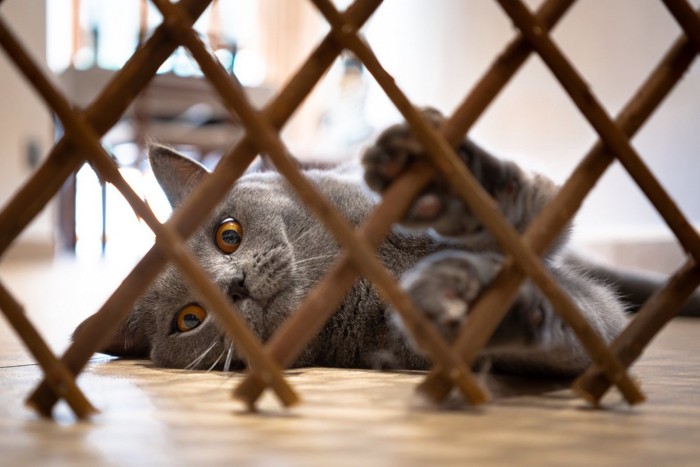 柵の前で横たわる猫