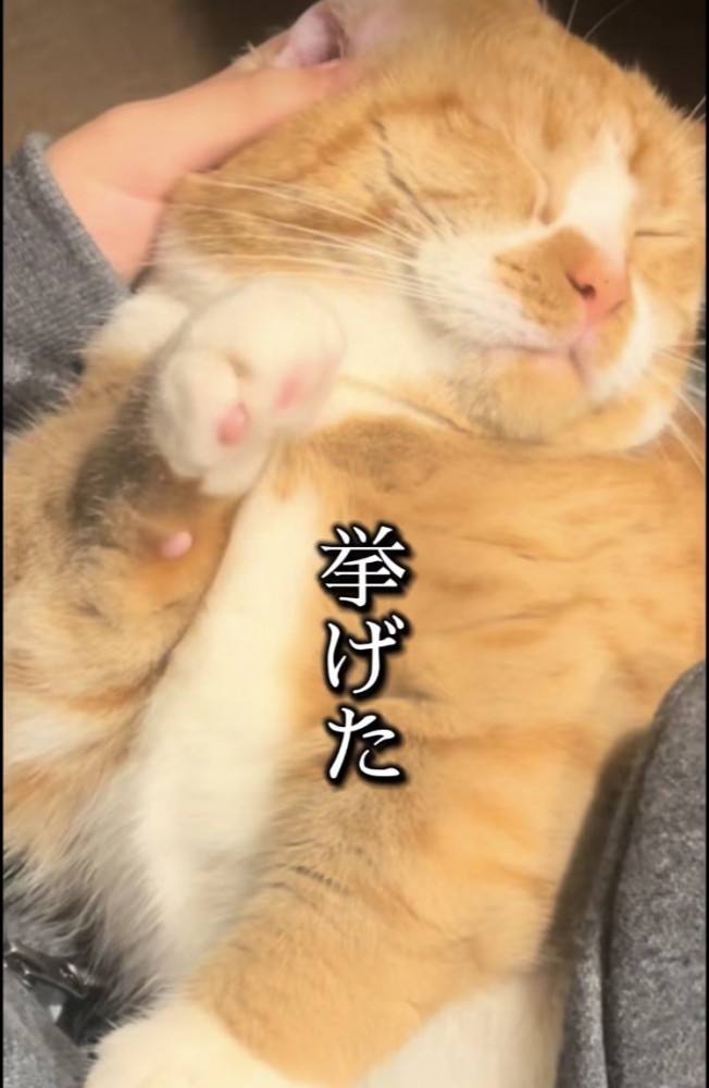 ママに耳掃除されながら右手を挙げるマンチカン