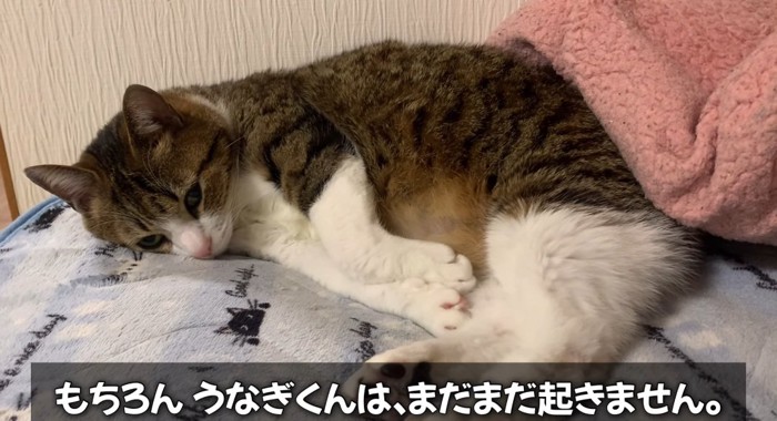 横たわる猫