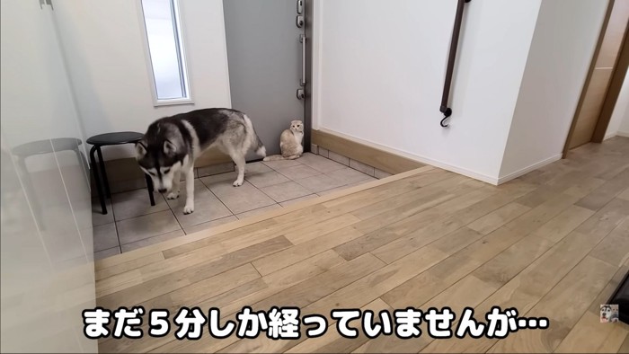 ドアの前にいる猫