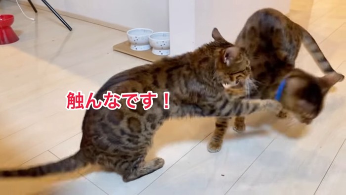 青い首輪の猫を叩く猫