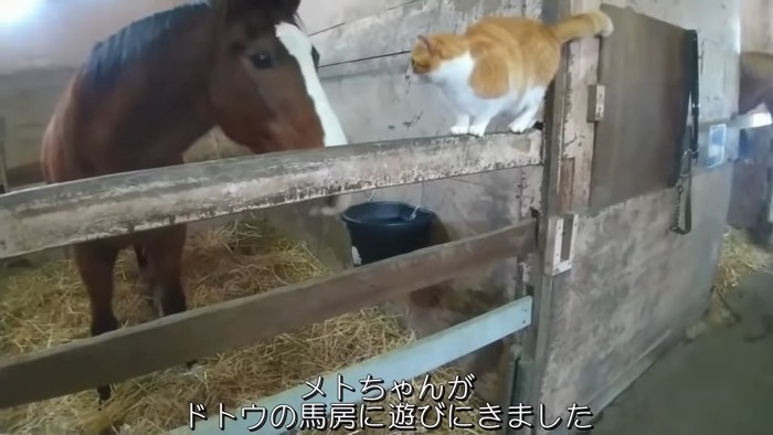 棒の上に立つ猫