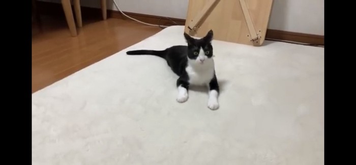 びっくりする猫