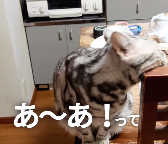 顔を背ける猫