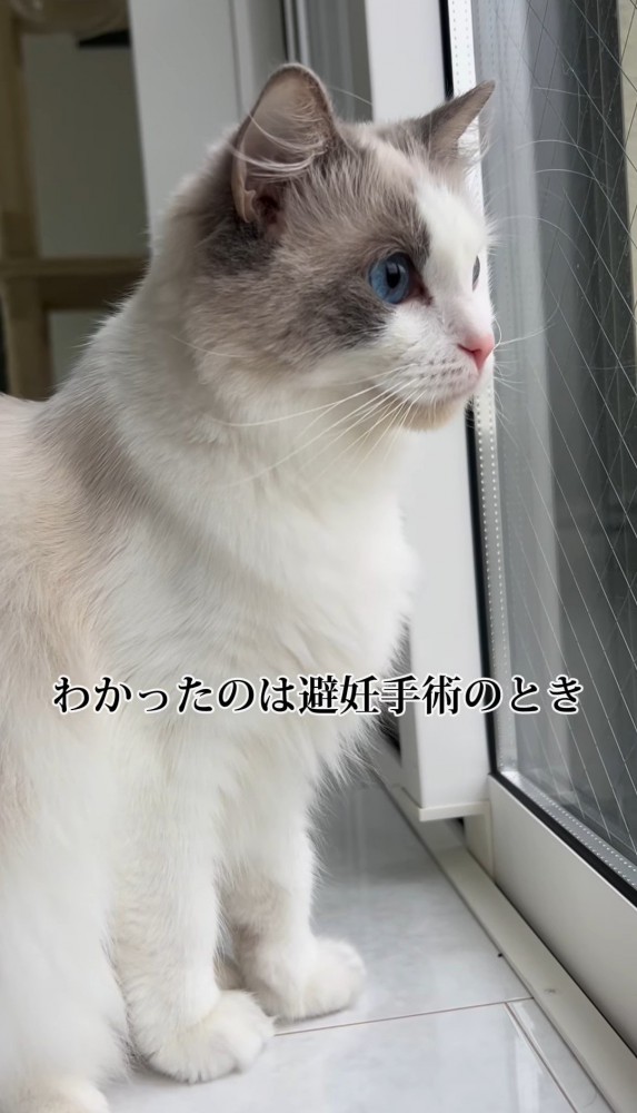 外を見る猫