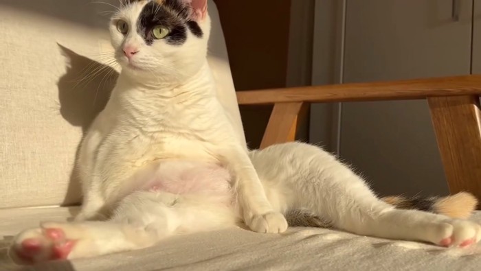 足を広げて座る猫