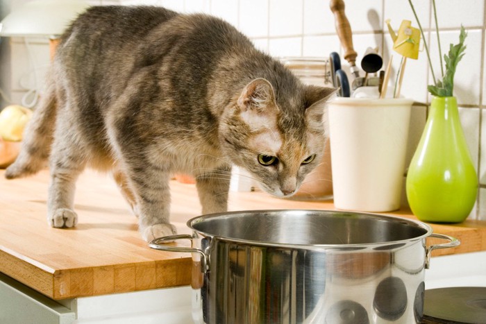 キッチンで鍋を覗き込む猫