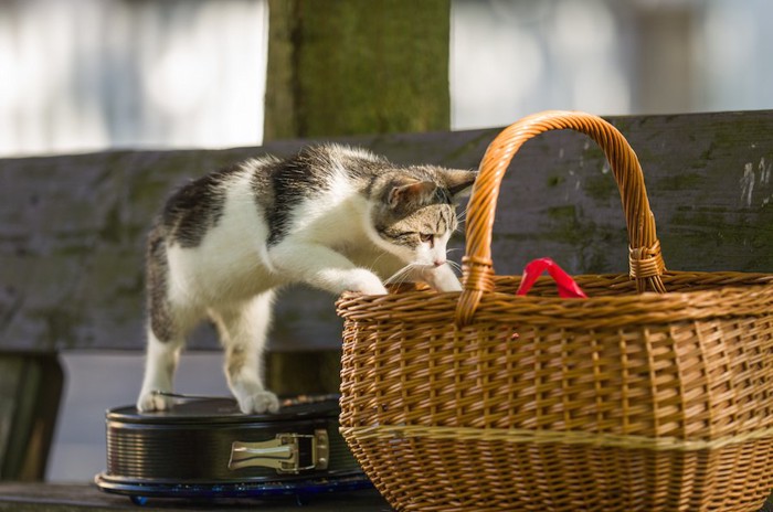 バスケットの中を覗いて入ろうとする猫