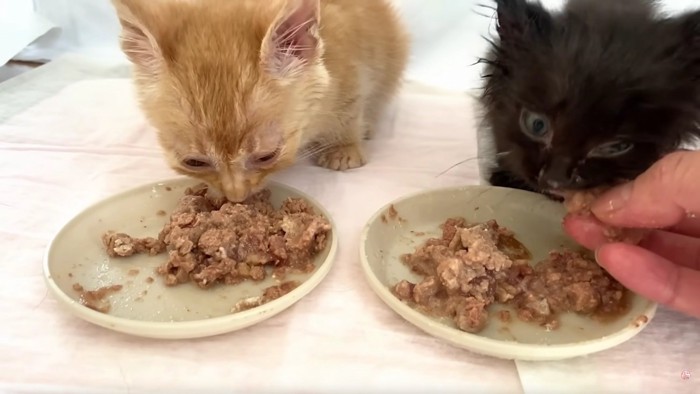 ごはんを食べる子猫2匹