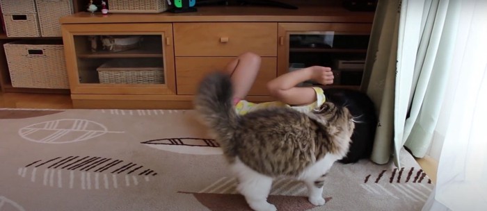 子どもと飛びつこうとしている猫