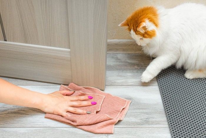 おしっこを処理中の飼い主と猫