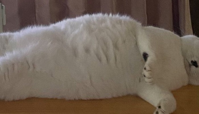猫のお腹