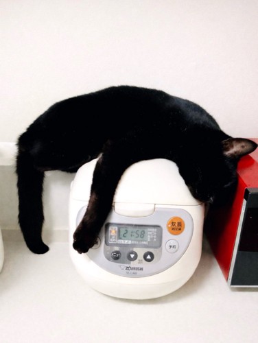 だらんとする黒猫